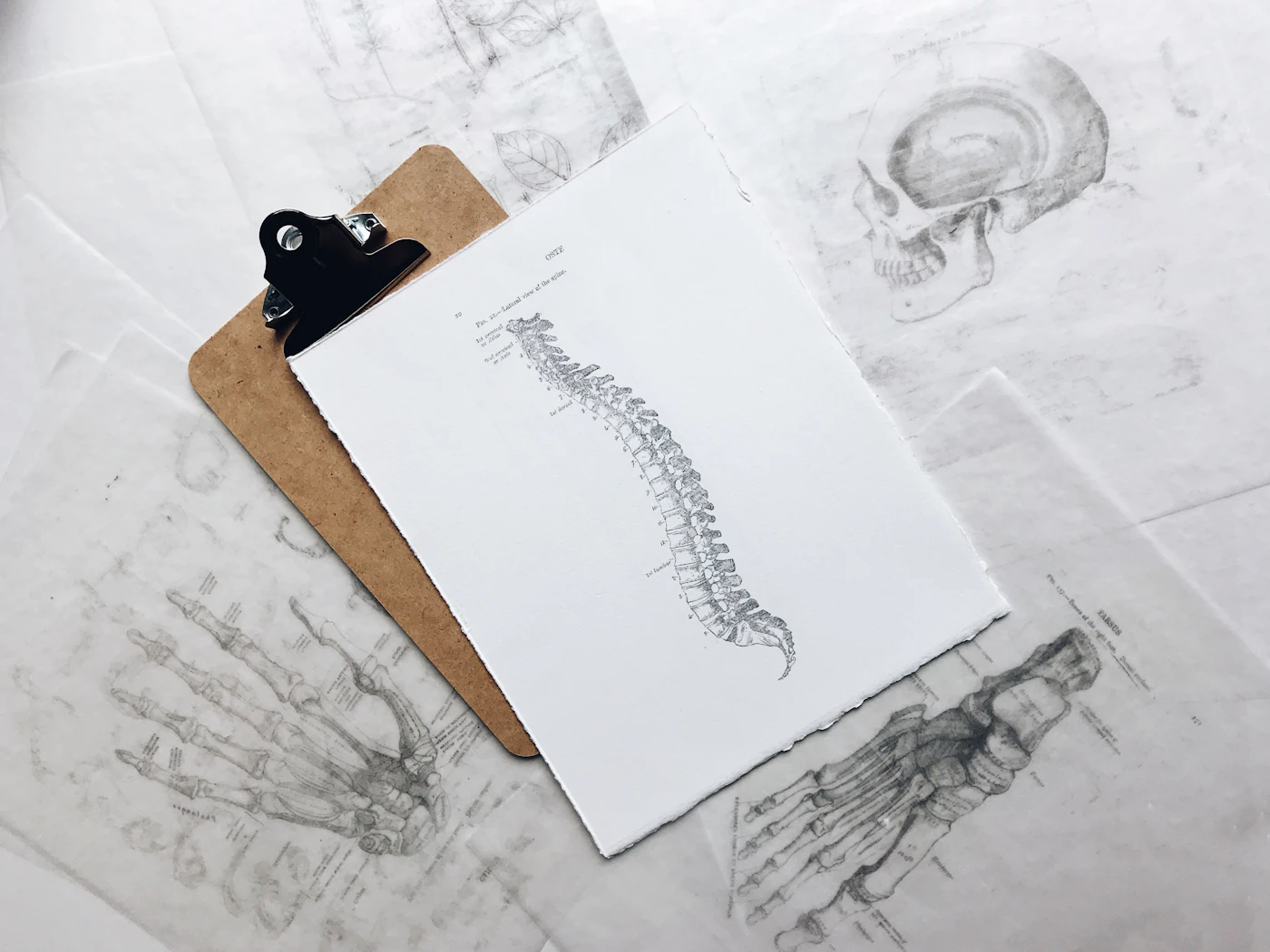 Clipboard holding an illustration of the human spine, on top of anatomy sketches
