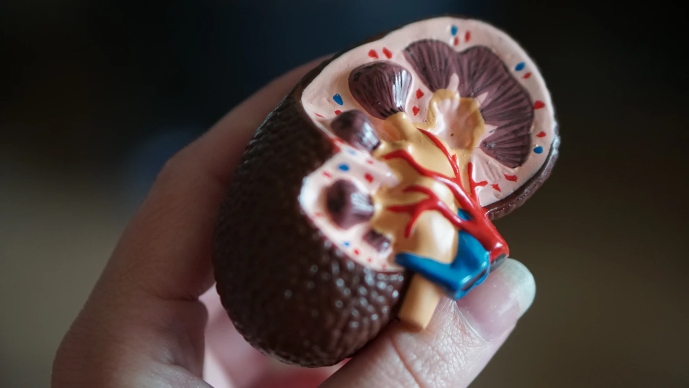 Hand holding an anatomical model of a kidney